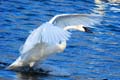 'Gliding Swan' by Madeleine Rose Sangma